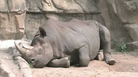 Black Rhinoceros