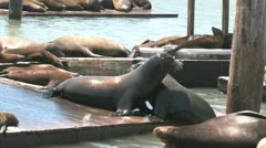 Sea Lions