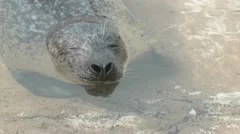 Harbor Seal