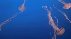 Spectacular Jellyfish