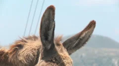 Donkey Close-Up