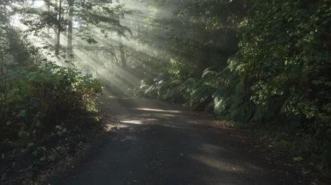 Time Lapse Tilt Shot Sun Rays In A Golden Autumn Forest
