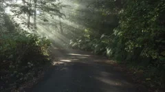 Time Lapse Tilt Shot Sun Rays In A Golden Autumn Forest