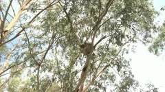 Australian Koala Bear