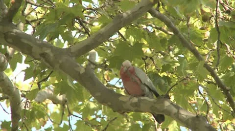Parrot In Park