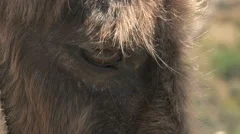 Donkey Close-Up