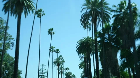 Palm Trees Drive Compilation