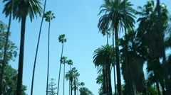 Palm Trees Drive Compilation