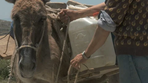 Man Is Getting His Donkey Ready For Work On Naxos, Greece