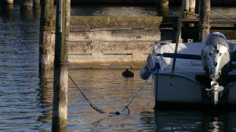 Boat Floating In Marina