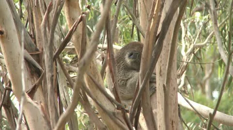 Australian Koala Bear