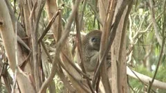 Australian Koala Bear