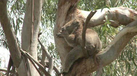 Australian Koala Bear