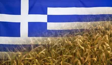 Greece Nutrition Concept Corn field with fabric Flag