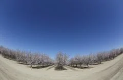 Almond Blooming Trees Fisheye