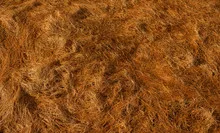 Dry Grass straw texture