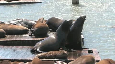 Sea Lions