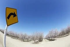   Almond Blooming Trees Fisheye