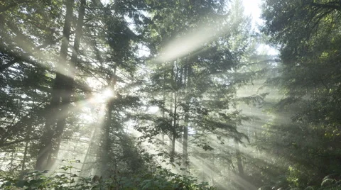 4K Time Lapse Zoom Out Sun Rays In A Golden Autumn Forest