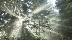 4K Time Lapse Zoom Out Sun Rays In A Golden Autumn Forest