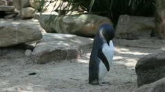 Fairy Penguin