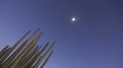 4K Timelapse Organ Pipe Cactuses
