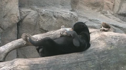 Sun Bear