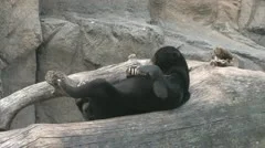 Sun Bear