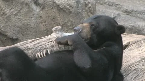 Sun Bear