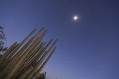 Organ Pipe Cactuses With Stars
