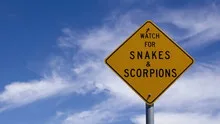 4K Time lapse zoom out snake warning