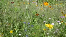 Summer wildflowers