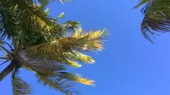 Palm Tree Slow Motion Close Up