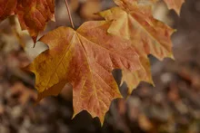 Colorful maple leaves