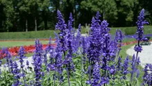 Summer wildflowers