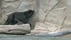 Andean Bear