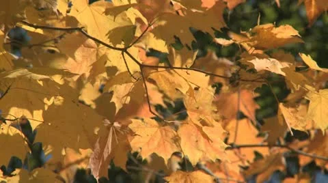 Fall Colors