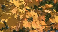 Fall Colors