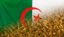 Algeria Nutrition Concept Corn field with fabric Flag