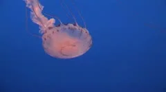 Spectacular Jellyfish