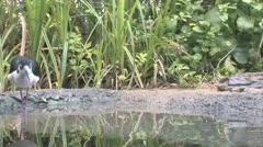 Birds At Waterhole