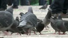 Pigeons on St. Mark's Square in Venice