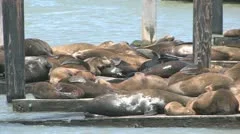 Sea Lions