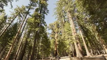 4K Time lapse Sequoia tourists
