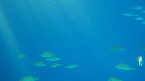 Fish Swarm In Caribic Waters