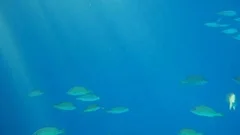 Fish Swarm In Caribic Waters