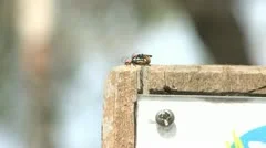 Two Insects Mating