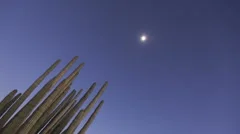 Timelapse Organ Pipe Cactuses