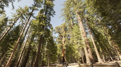 4K Time Lapse Sequoia Tourists