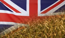 Great Britain Nutrition Concept Corn field with fabric Flag